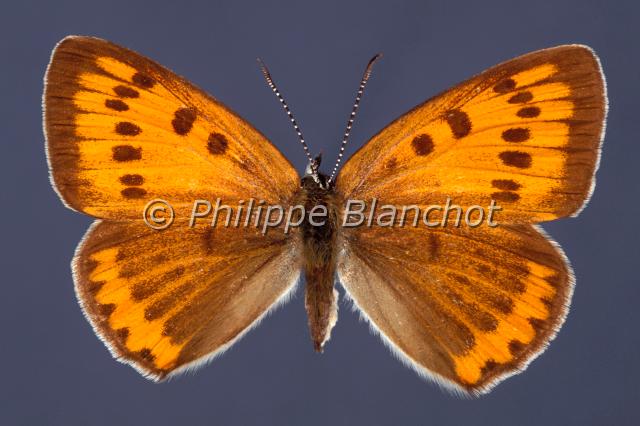 lycaena dispar.JPG - Lycaena disparCuivré des Marais (femelle)Large CopperLepidoptera, LycaenidaePapillon protégé en France
